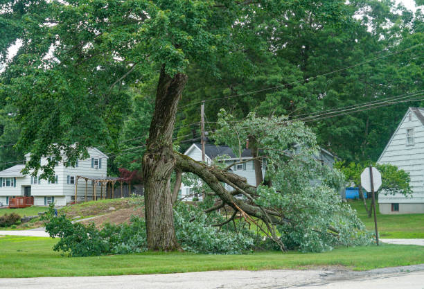 Tree Removal for Businesses in Coral Hills, MD